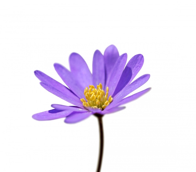 Purpurowy kwiat odizolowywający na białym tle