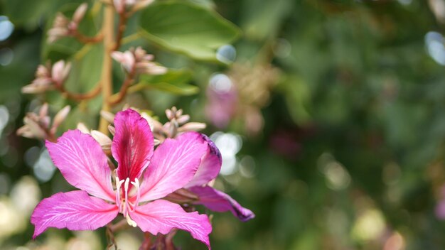 Purpurowy kwiat orchidei Bauhinia drzewo kwiat, Kalifornia USA. Fioletowy egzotyczny botaniczny tropikalny kwiat