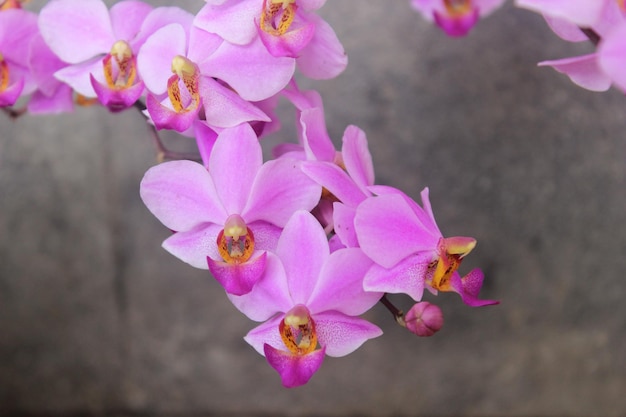 purpurowy kwiat orchidei doritis Phalaenopsis pulcherrima kwitnący z rozmytym tłem