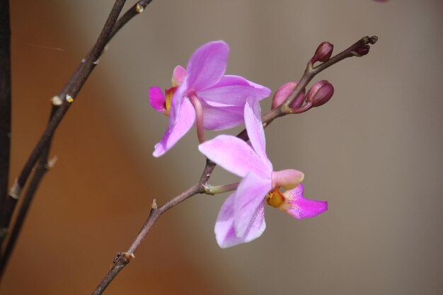 purpurowy kwiat orchidei doritis z rozmytym tłem