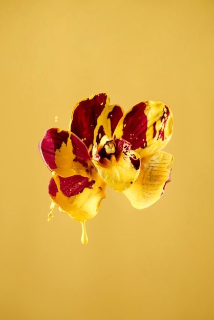 Purpurowy kwiat orchidei z plamami żółtej farby,