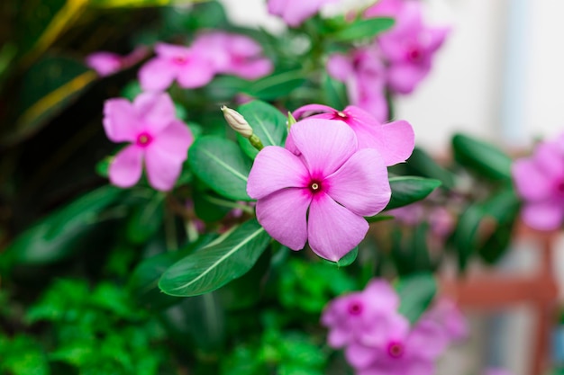 Purpurowy kwiat pi?kny kwiat kwitn?cy na rozmycie t?a zielonych li?ci Fotografia wysokiej jako?ci Selektywne fokus Obraz purpurowy kwiat na przestrzeni kopii ogrodu