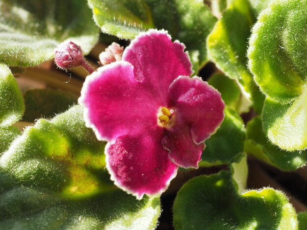 Purpurowy kwiat saintpauli