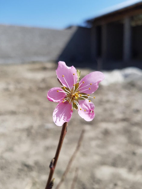 Purpurowy kwiat z brzoskwini.