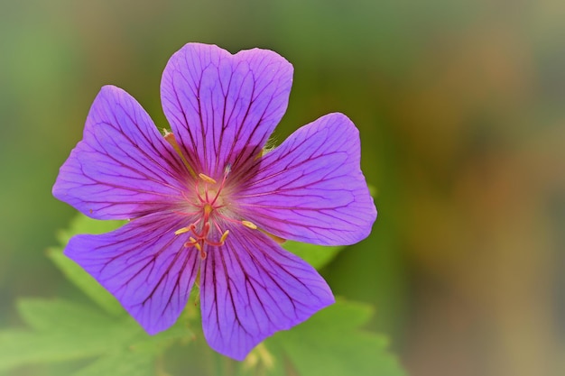 Purpurowy kwiat z zielonym tłem