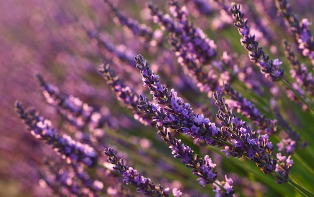 Purpurowy lawendy pole Provence przy zmierzchem