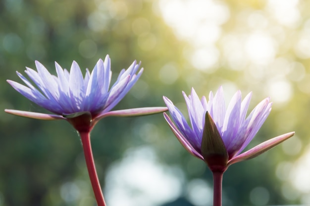 Purpurowy lotosowy kwiat w świetle słonecznym z zamazanym miękkiej części i bokeh tłem
