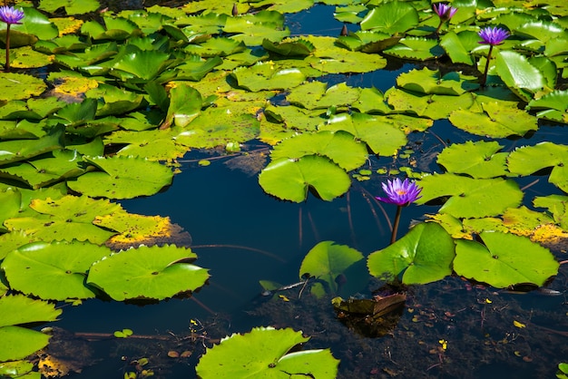Purpurowy Lotus w lotosowym stawie