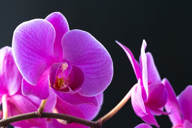 Purpurowy orchidei gałąź zakończenie up