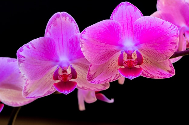 Purpurowy orchidei gałąź zakończenie up