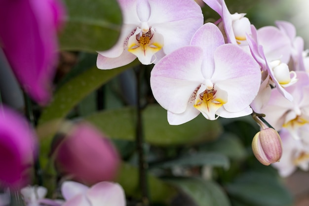 Zdjęcie purpurowy phalaenopsis storczykowy kwiat