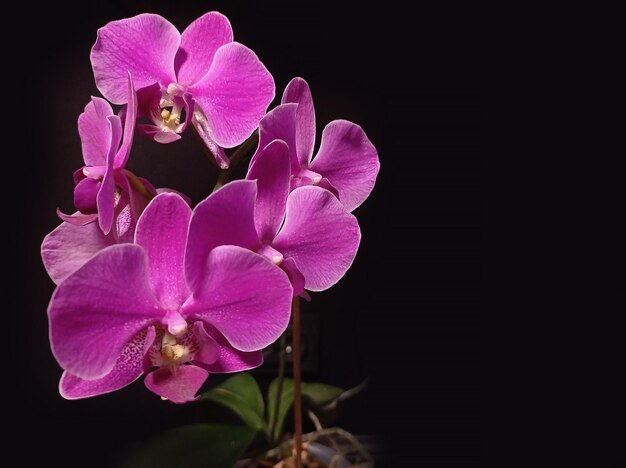 Purpurowy storczyk phalaenopsis zbliżenie na czarnym tle