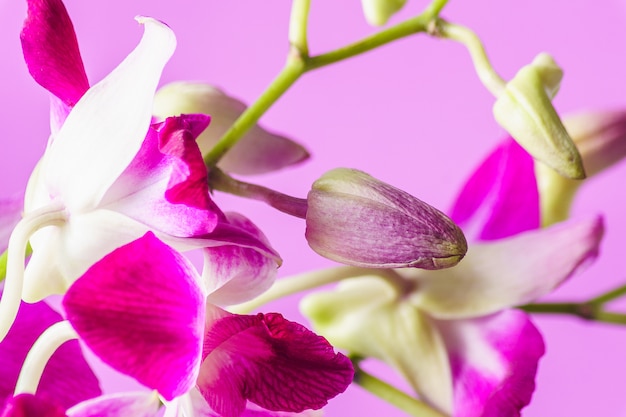 Zdjęcie purpurowy storczykowy kwiat na różowym tle; wnętrz.