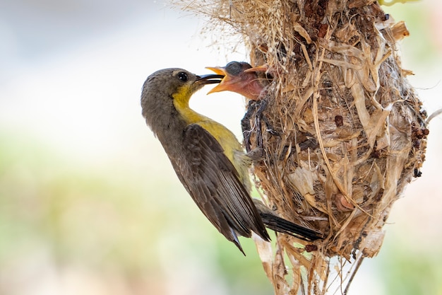 Purpurowy Sunbird karmi nowonarodzonego ptaka w ptasim gniazdeczku (kobieta). (Cinnyris asiaticus). Ptak. Zwierząt.