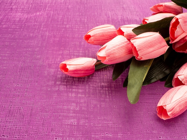 Purpurowy tulipan i prezenta pudełko na Purpurowym tle