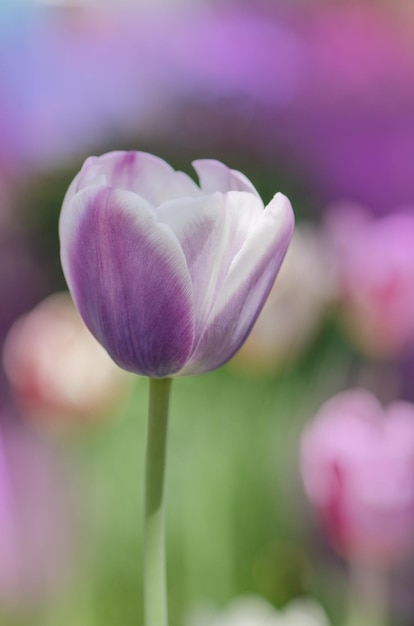 Purpurowy tulipan obszyty odcieniami kremowej bieli Tulipan odmiana Siesta