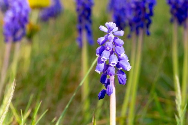 Purpurowy wiosna kwiatu zakończenie up