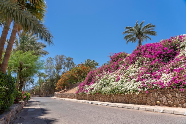 Pusta droga z kolorowymi kwiatami na ulicy Egiptu w Sharm El Sheikh