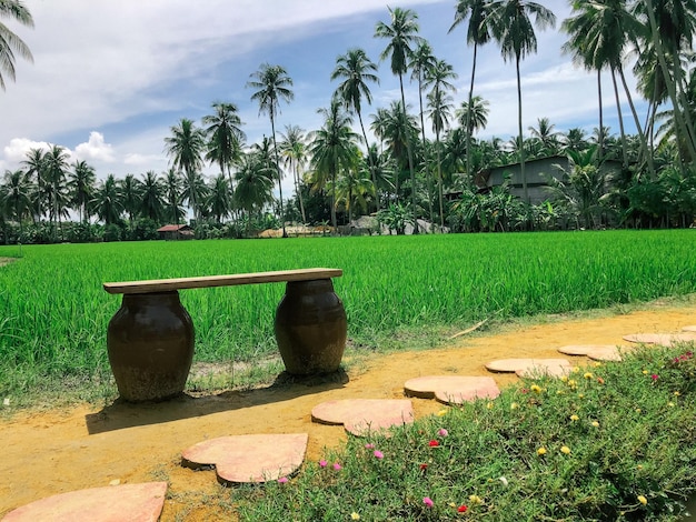 Pusta ławka na polu ryżowym w słoneczny dzień