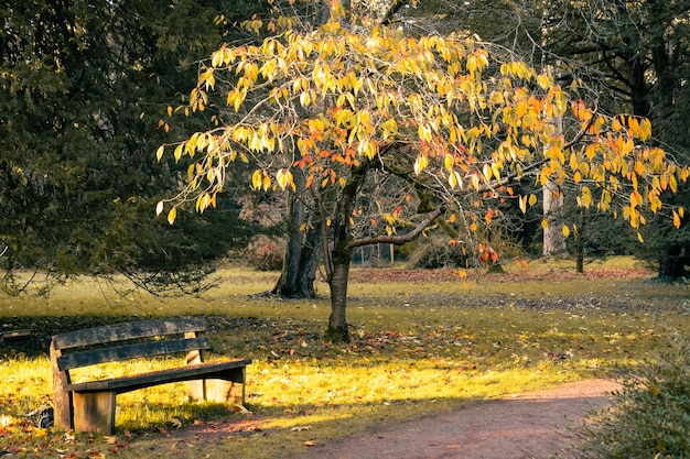 Pusta ławka w parku jesienią