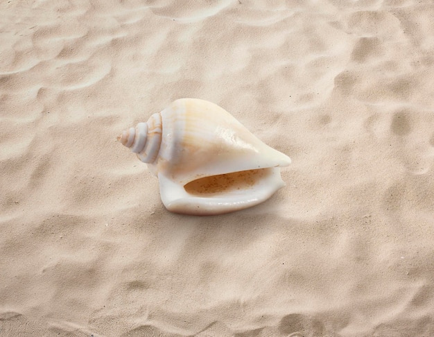 Pusta muszla na białym tle nad piaszczystą plażą