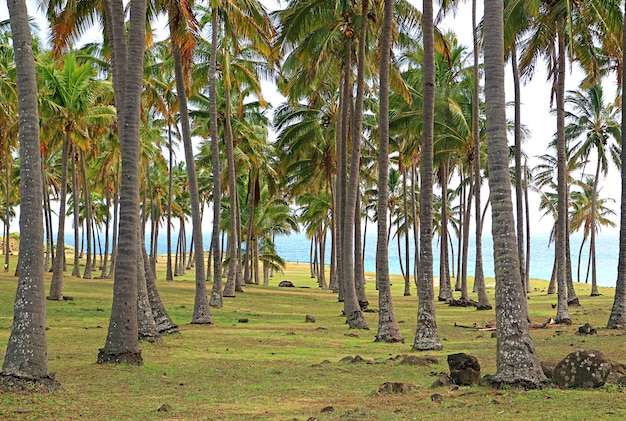 Pusta ścieżka wśród rzędów palm kokosowych na plaży