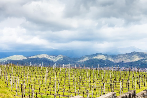 Pusta winnica w regionie Etna na wiosnę