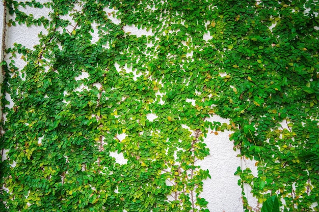 Pusta zielona trawa rama ścienna jako tło Gałąź drzewa z zielonymi liśćmi i trawą na białym tle ściany z cegły