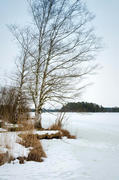 Zdjęcie puste drzewo na pokrytym śniegiem polu na tle nieba