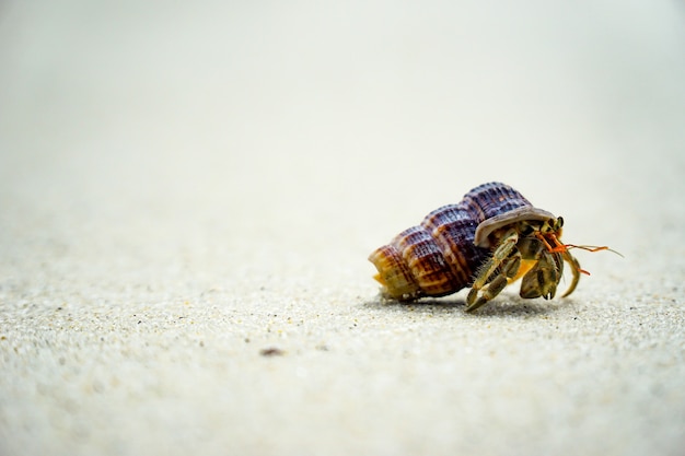 Pustelniki, które wykorzystują swoje muszle jako siedliska wzdłuż plaży