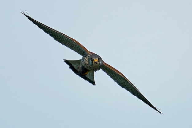 Pustułka Falco tinnunculus