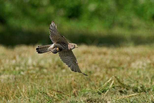 Pustułka Falco tinnunculus