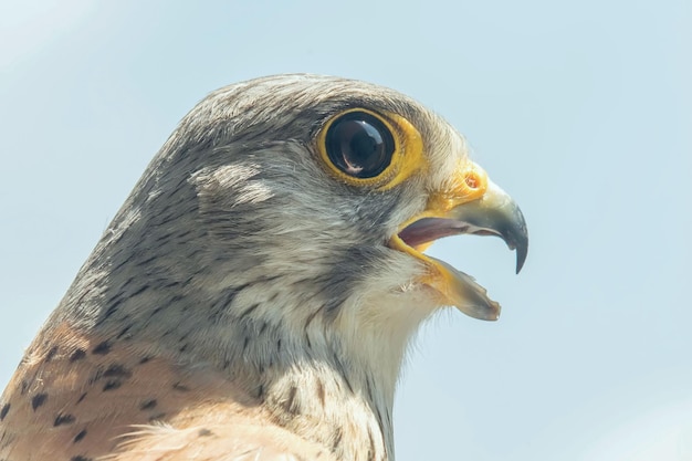 Pustułka zwyczajna Dziób szeroko otwarty (Falco tinnunculus) Pustułka zwyczajna.