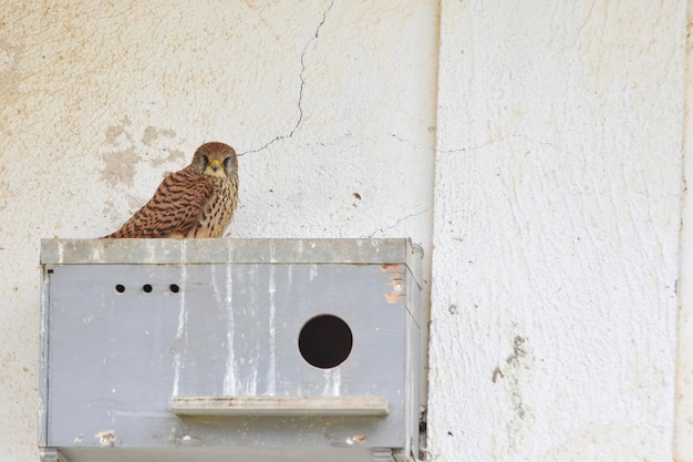 Pustułka Zwyczajna - Falco Naumanni - Ptak Sokokształtny Z Rodziny Falconidae