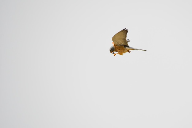 Pustułka Zwyczajna - Falco Naumanni - Ptak Sokokształtny Z Rodziny Falconidae