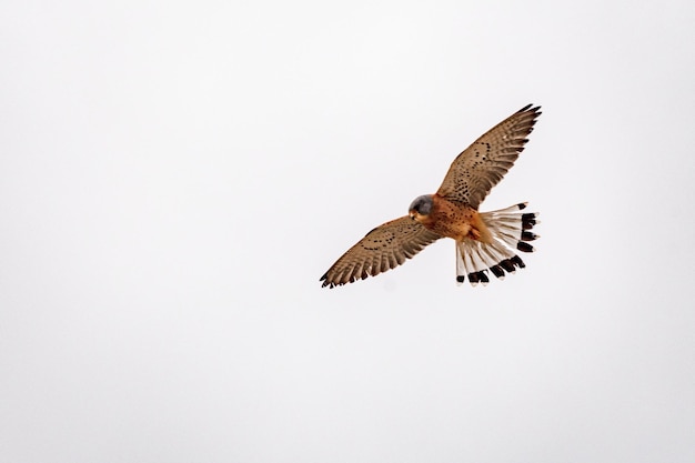 Pustułka zwyczajna - Falco naumanni - ptak sokokształtny z rodziny Falconidae