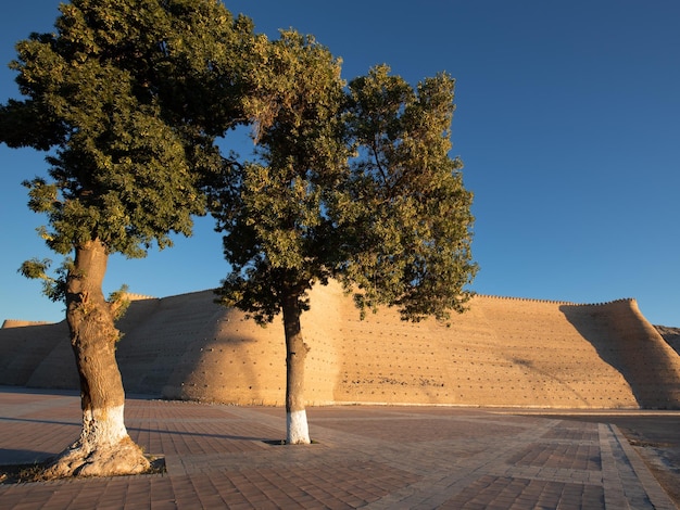 Pusty plac wokół zabytkowej cytadeli zabytkowej Arki z drzewem o wschodzie słońca Buchara Uzbekistan