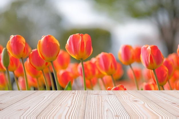 Pusty stół z drewna z pomarańczowym tle Tulipan kwiat w sezonie wiosennym