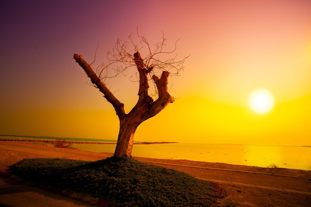 Zdjęcie pustynia wybrzeże morza martwego o wschodzie słońca