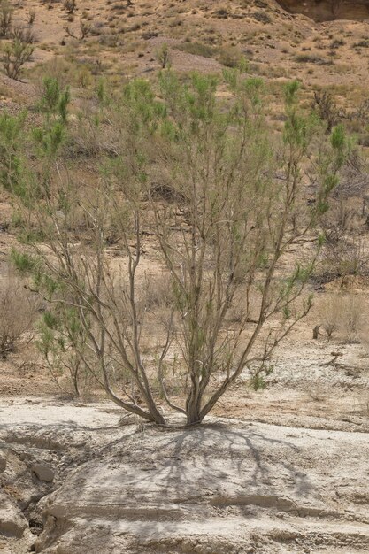 pustynia zielone drzewo saxaul