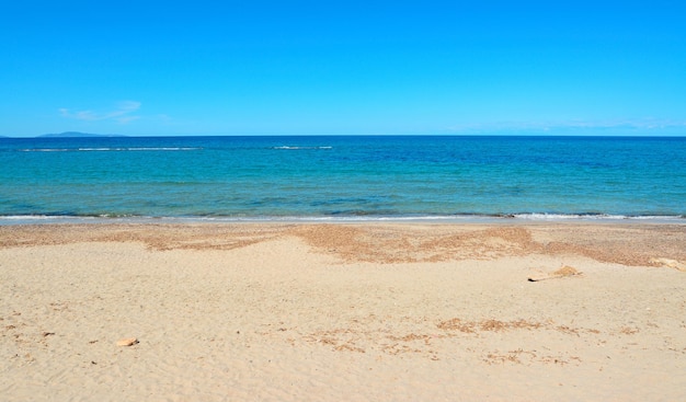 Pustynna plaża z korzeniami?