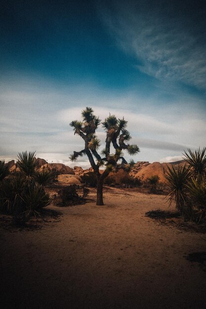 Zdjęcie pustynna scena z drzewem na pierwszym planie i pochmurnym niebem w tle.