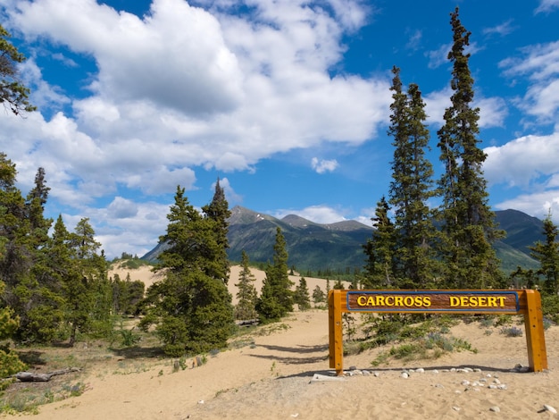 Pustynne wydmy Carcross Terytorium Jukonu w Kanadzie