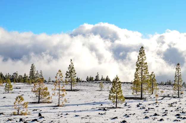 Pustynny krajobraz w Parku Narodowym Volcan Teide