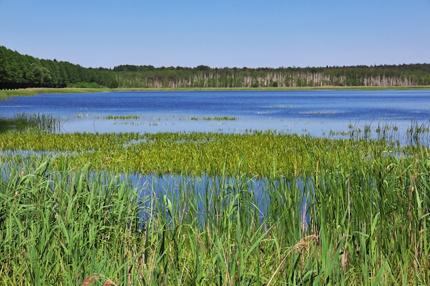 Puszcza Białowieska w kraju Białoruś