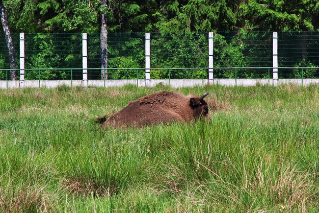 Puszcza Białowieska W Kraju Białoruś