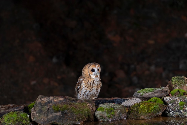 Puszczyk (Strix aluco) Sevilla, Hiszpania