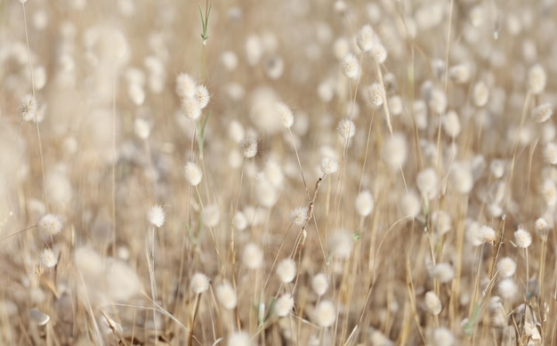 Puszkowe rośliny polne beżowa flora tła niewyraźna