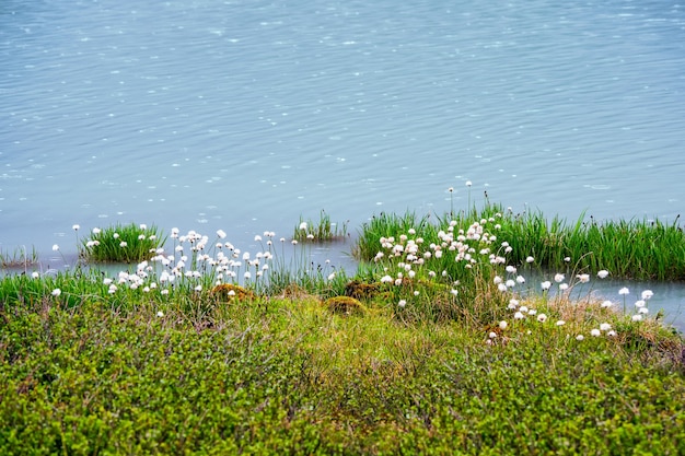 Puszysta trawa bawełniana na bagnach i błękitnej wodzie. Streszczenie tło naturalne z zielenią i wodą.
