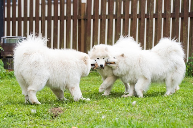 Puszyste Białe Szczenięta Samoyed Bawią Się Zabawką